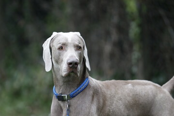 Elegant Weimaraner Dog with Blue Collar in a Natural Setting