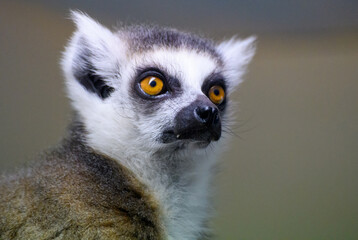 Ring Tailed Lemur