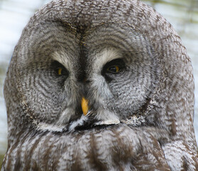 Great Grey Owl