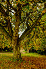 Naklejka premium autumn trees in the park