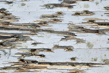 A wooden door with bullet holes. The shot door.