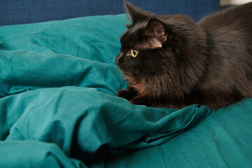 black cat lies on the bed in ambush