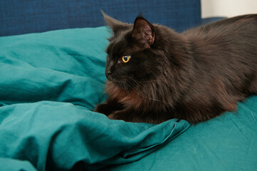 black cat lying in ambush on the bed