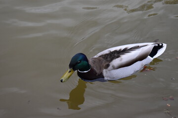 duck on the lake