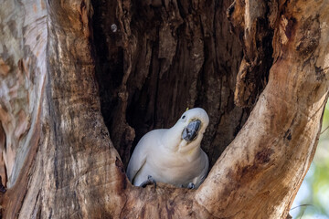 Sulphur-crested Cockatoo at it's nest hollow