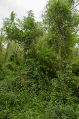 Forest background. View of the green leaves foliage and lush vegetation in the jungle.	
