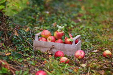 Red ripe apples in wooden crate in orchard or on farm