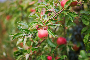 Red ripe apples on apple tree branch
