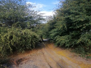 road in the forest