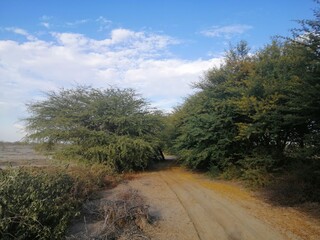 road in the forest