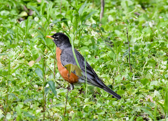 American Robin bird in the green meadow field
