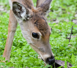 Wild deer in the forest in Springtime