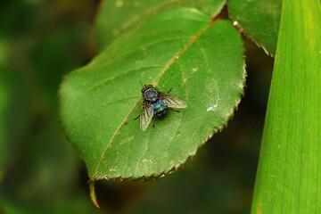 Selective focus. Blue Bottle Fly on rose leaf