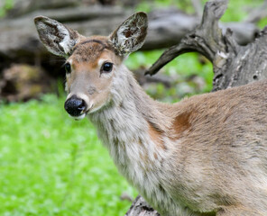 Wild deer in the forest in Springtime