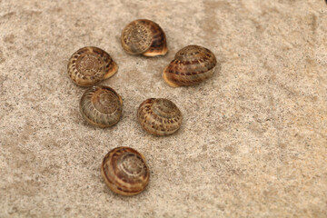 farmers who collect and sell snails and slugs