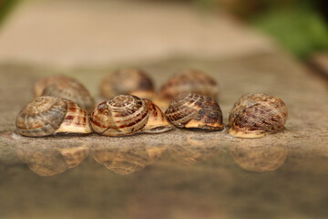 farmers who collect and sell snails and slugs