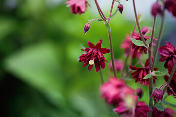 Beautiful Aquilegia vulgaris 'Bordeaux Barlow' or 'Ruby Port'  Columbine blossoms in the flower...