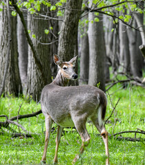 Wild deer in the forest in Springtime
