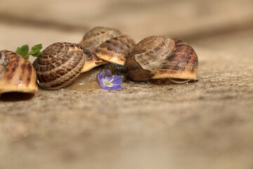 farmers who collect and sell snails and slugs
