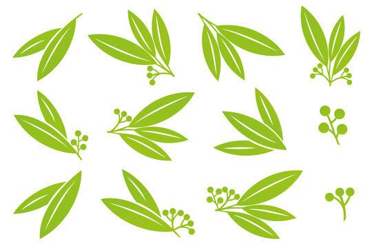 Vector eucalyptus leaves set. Collection of simple leaves silhouettes isolated on white background. Flat  green tropical branches with berries. Suitable for bio eco products, healthy food logo. EPS10