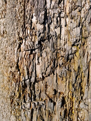Crackled wood texture