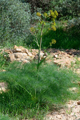 Close-up shot of Giant Fennel (Ferula communis)