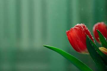 Red delicate tulip flower on a green background. There are drops of water on the petals. High quality photo