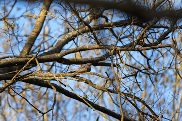 European nightjar hiding between branches. Nightjar during springtime. European wildlife. Bird watching in deep forest. 