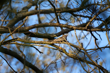 European nightjar hiding between branches. Nightjar during springtime. European wildlife. Bird watching in deep forest. 