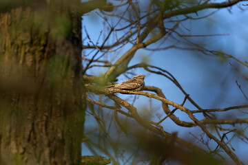 European nightjar hiding between branches. Nightjar during springtime. European wildlife. Bird watching in deep forest. 