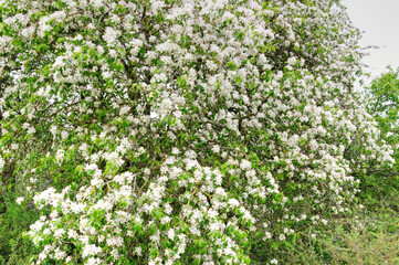 Fototapeta na wymiar flowers on the tree, spring