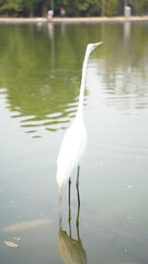 Chapultepec Park Impressions with birds in Mexico City, Mexico.