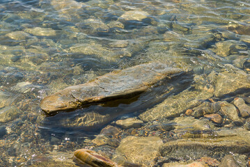 Rocky bottom at the shore of the calm sea