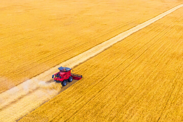 alone red harvest combine harvests wheat at sunset. grain preparation. wheat in the field. drone aerial photography