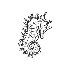 Sea horse animal