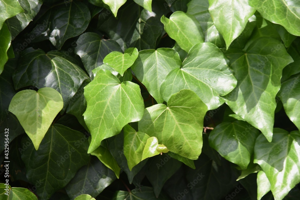 Wall mural japanese ivy. vitaceae deciduous vine .