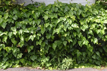 Japanese ivy.  Vitaceae deciduous vine .