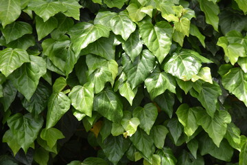 Japanese ivy.  Vitaceae deciduous vine .