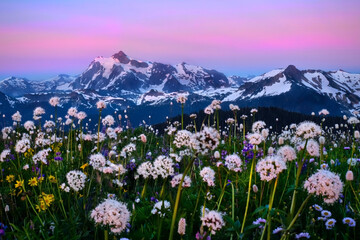 Wildflowers blooming by snowcapped mountains at sunset. Mount Baker National Forest in North Cascades. Pacific Northwest. Washington State. USA 