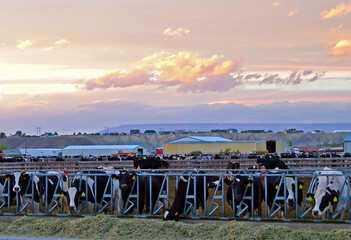 Feedlot Cows Montrose Colorado - Clouds over a feedlot with cows eating in Montrose County, Colorado