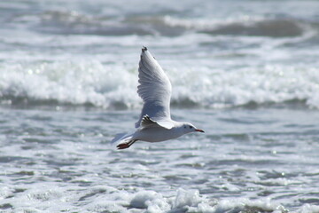 Con sus alas extendidas, una gaviota caguil sobrevuela la playa a baja altura luciendo su plumaje blanco brillando al sol, en época no reproductiva.