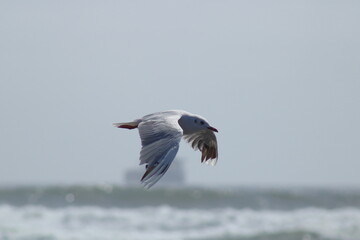 Gaviota cahuil, o de capucha café en plumaje no reproductivo, batiendo sus alas hacia abajo, con su plumaje no reproductivo vuela sobre el mar,  sobre la línea del horizonte.