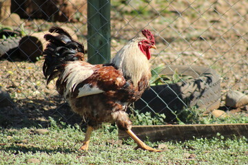 Gallo con su llamativo plumaje se pasea also en actitud segura y dominante. Luce una cresta y una cola prominente y una gallarda postura.