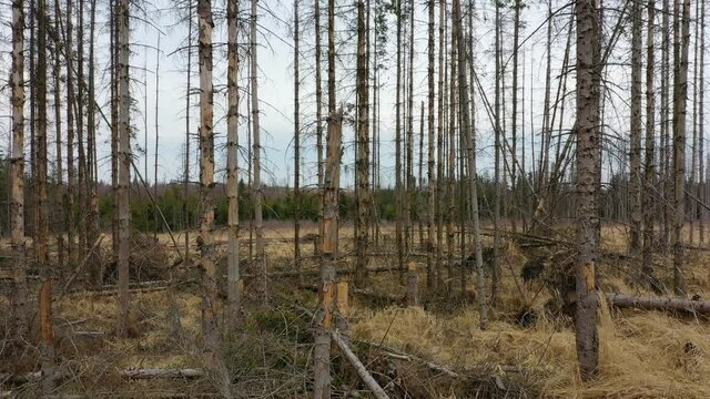 Wood aerial bark beetle drone pest Ips typographus dead spruce tree infested and attacked by the European spruce quadcopter view flying fly flight show, cutting deforestation caterpillar dead
