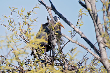 Great Blue Heron looking down at nest