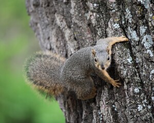 A Young Squirrel Playing and Foraging in the Chickasaw National Recreation Area