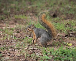 Naklejka na ściany i meble A Young Squirrel Playing and Foraging in the Chickasaw National Recreation Area