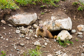Mr. Marmot - Marmot peaks out of hole in his natural habitat in Colorado