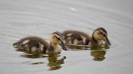 Two Mallard ducklings swimming in a pond, North Yorkshire, Unite