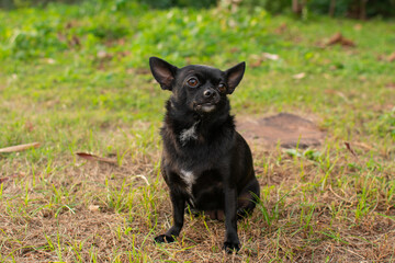 hermosa perra chihuahua negra tomandose fotos en el parque 
